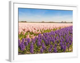Field with Pink and Purple Blooming Hyacinths-Ruud Morijn-Framed Photographic Print