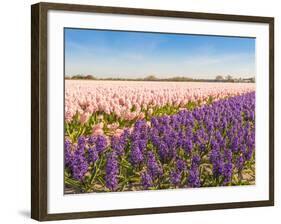 Field with Pink and Purple Blooming Hyacinths-Ruud Morijn-Framed Photographic Print