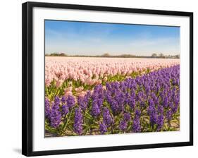Field with Pink and Purple Blooming Hyacinths-Ruud Morijn-Framed Photographic Print