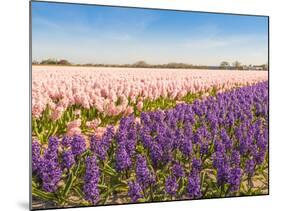 Field with Pink and Purple Blooming Hyacinths-Ruud Morijn-Mounted Photographic Print