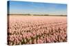 Field with Pink Blooming Hyacinths-Ruud Morijn-Stretched Canvas