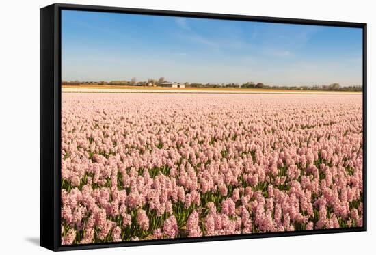 Field with Pink Blooming Hyacinths-Ruud Morijn-Framed Stretched Canvas