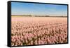 Field with Pink Blooming Hyacinths-Ruud Morijn-Framed Stretched Canvas