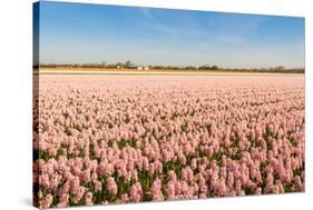 Field with Pink Blooming Hyacinths-Ruud Morijn-Stretched Canvas