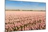 Field with Pink Blooming Hyacinths-Ruud Morijn-Mounted Photographic Print