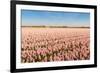 Field with Pink Blooming Hyacinths-Ruud Morijn-Framed Photographic Print