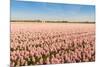 Field with Pink Blooming Hyacinths-Ruud Morijn-Mounted Photographic Print