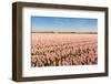 Field with Pink Blooming Hyacinths-Ruud Morijn-Framed Photographic Print