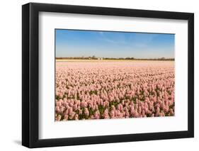 Field with Pink Blooming Hyacinths-Ruud Morijn-Framed Photographic Print