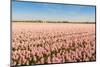 Field with Pink Blooming Hyacinths-Ruud Morijn-Mounted Photographic Print