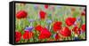 Field With Poppy And Cornflowers, Usedomer Schweiz, Island Of Usedom. Germany-Martin Zwick-Framed Stretched Canvas