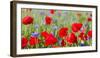 Field With Poppy And Cornflowers, Usedomer Schweiz, Island Of Usedom. Germany-Martin Zwick-Framed Photographic Print