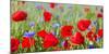 Field With Poppy And Cornflowers, Usedomer Schweiz, Island Of Usedom. Germany-Martin Zwick-Mounted Photographic Print