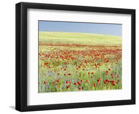 Field With Poppy And Cornflowers, Usedomer Schweiz, Island Of Usedom. Germany-Martin Zwick-Framed Photographic Print