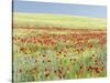 Field With Poppy And Cornflowers, Usedomer Schweiz, Island Of Usedom. Germany-Martin Zwick-Stretched Canvas