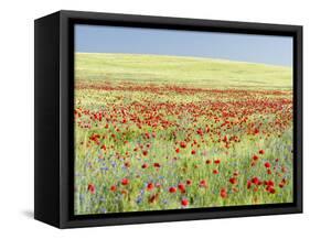 Field With Poppy And Cornflowers, Usedomer Schweiz, Island Of Usedom. Germany-Martin Zwick-Framed Stretched Canvas