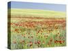 Field With Poppy And Cornflowers, Usedomer Schweiz, Island Of Usedom. Germany-Martin Zwick-Stretched Canvas