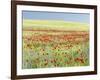 Field With Poppy And Cornflowers, Usedomer Schweiz, Island Of Usedom. Germany-Martin Zwick-Framed Photographic Print