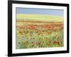 Field With Poppy And Cornflowers, Usedomer Schweiz, Island Of Usedom. Germany-Martin Zwick-Framed Photographic Print