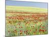 Field With Poppy And Cornflowers, Usedomer Schweiz, Island Of Usedom. Germany-Martin Zwick-Mounted Photographic Print