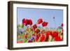 Field With Poppy And Cornflowers, Usedomer Schweiz, Island Of Usedom. Germany-Martin Zwick-Framed Photographic Print