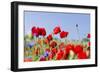 Field With Poppy And Cornflowers, Usedomer Schweiz, Island Of Usedom. Germany-Martin Zwick-Framed Photographic Print