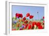 Field With Poppy And Cornflowers, Usedomer Schweiz, Island Of Usedom. Germany-Martin Zwick-Framed Photographic Print