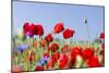 Field With Poppy And Cornflowers, Usedomer Schweiz, Island Of Usedom. Germany-Martin Zwick-Mounted Photographic Print