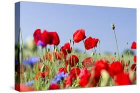 Field With Poppy And Cornflowers, Usedomer Schweiz, Island Of Usedom. Germany-Martin Zwick-Stretched Canvas