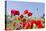 Field With Poppy And Cornflowers, Usedomer Schweiz, Island Of Usedom. Germany-Martin Zwick-Stretched Canvas