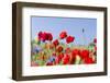 Field With Poppy And Cornflowers, Usedomer Schweiz, Island Of Usedom. Germany-Martin Zwick-Framed Photographic Print