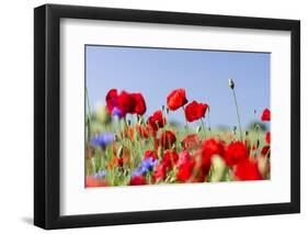 Field With Poppy And Cornflowers, Usedomer Schweiz, Island Of Usedom. Germany-Martin Zwick-Framed Photographic Print