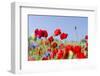 Field With Poppy And Cornflowers, Usedomer Schweiz, Island Of Usedom. Germany-Martin Zwick-Framed Photographic Print