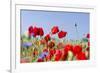 Field With Poppy And Cornflowers, Usedomer Schweiz, Island Of Usedom. Germany-Martin Zwick-Framed Premium Photographic Print