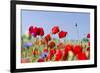 Field With Poppy And Cornflowers, Usedomer Schweiz, Island Of Usedom. Germany-Martin Zwick-Framed Premium Photographic Print