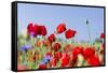 Field With Poppy And Cornflowers, Usedomer Schweiz, Island Of Usedom. Germany-Martin Zwick-Framed Stretched Canvas