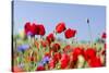 Field With Poppy And Cornflowers, Usedomer Schweiz, Island Of Usedom. Germany-Martin Zwick-Stretched Canvas