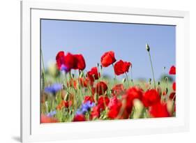 Field With Poppy And Cornflowers, Usedomer Schweiz, Island Of Usedom. Germany-Martin Zwick-Framed Photographic Print