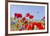 Field With Poppy And Cornflowers, Usedomer Schweiz, Island Of Usedom. Germany-Martin Zwick-Framed Photographic Print