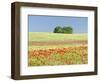 Field With Poppy And Cornflowers, Usedomer Schweiz, Island Of Usedom. Germany-Martin Zwick-Framed Photographic Print