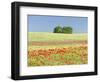 Field With Poppy And Cornflowers, Usedomer Schweiz, Island Of Usedom. Germany-Martin Zwick-Framed Photographic Print