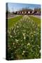Field with Several Spring Flowers-Peter Wollinga-Stretched Canvas