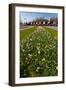 Field with Several Spring Flowers-Peter Wollinga-Framed Photographic Print