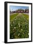 Field with Several Spring Flowers-Peter Wollinga-Framed Photographic Print