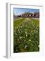Field with Several Spring Flowers-Peter Wollinga-Framed Photographic Print