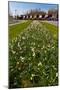Field with Several Spring Flowers-Peter Wollinga-Mounted Photographic Print