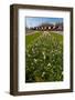 Field with Several Spring Flowers-Peter Wollinga-Framed Photographic Print