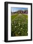 Field with Several Spring Flowers-Peter Wollinga-Framed Photographic Print