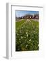 Field with Several Spring Flowers-Peter Wollinga-Framed Photographic Print