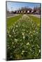 Field with Several Spring Flowers-Peter Wollinga-Mounted Photographic Print